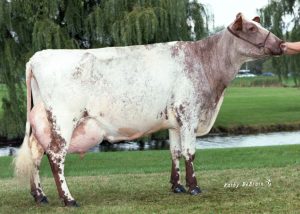 MFK34989 Mericrest Kewpie