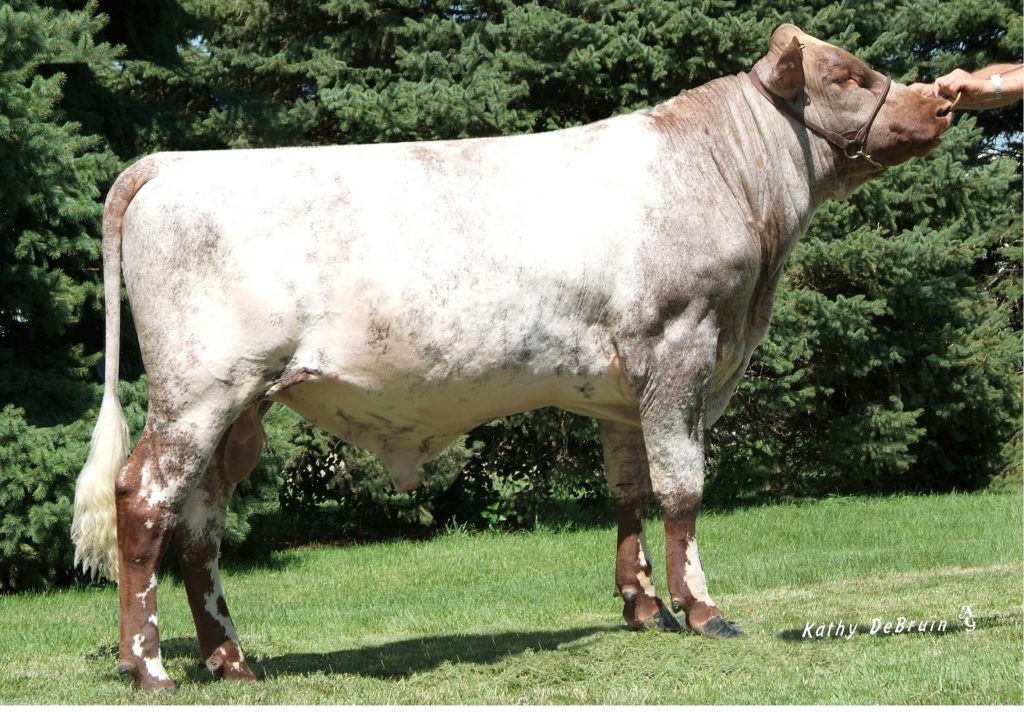 Meriville Outstanding P