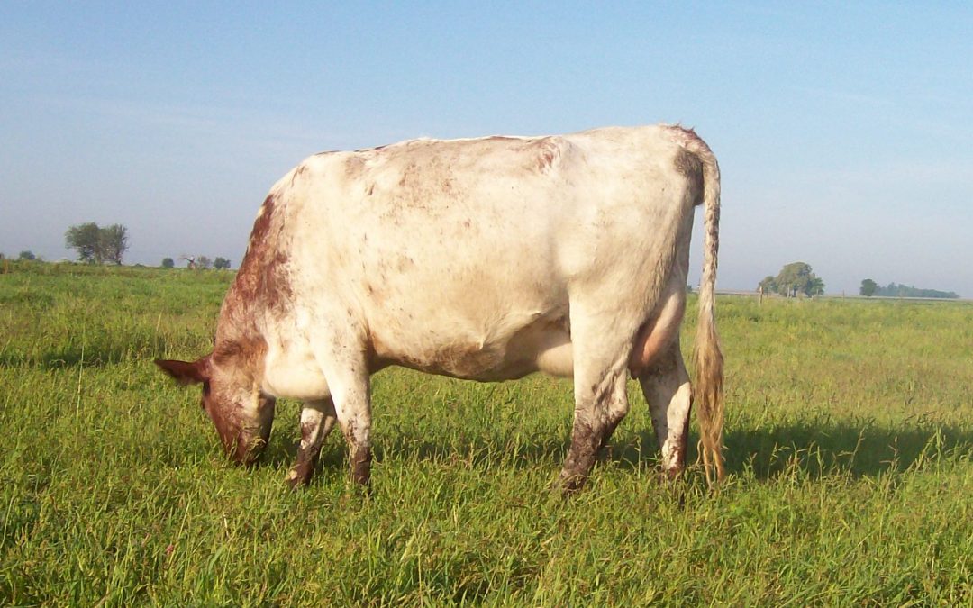 Grazing Milking Shorthorn cow