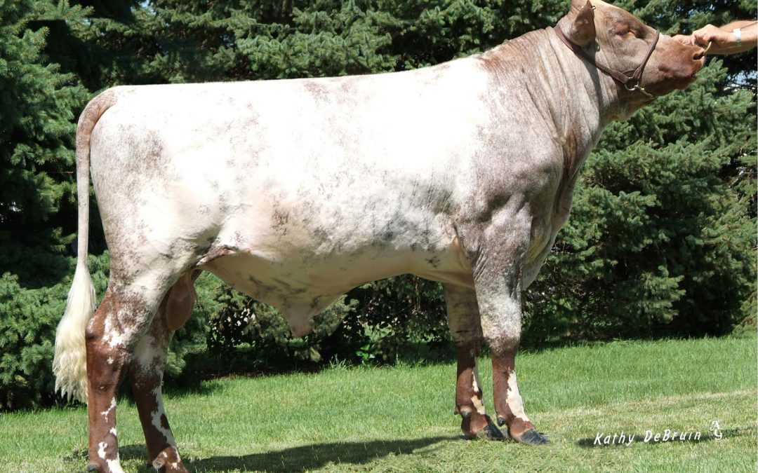 Milking Shorthorn semen